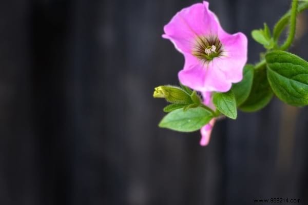 The 15 Most Invasive Garden Weeds: Identification Photos and Proven Natural Removal Methods