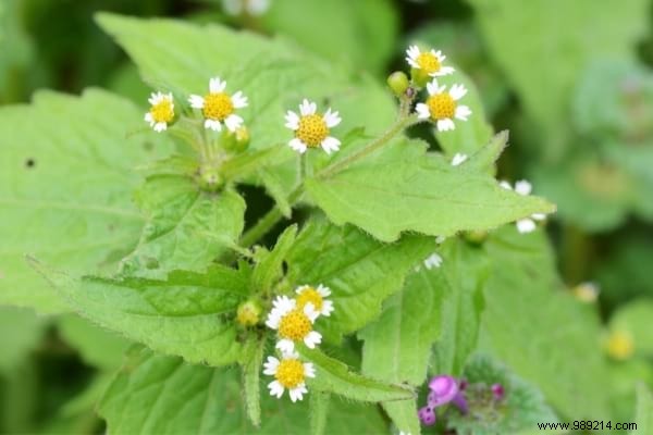 The 15 Most Invasive Garden Weeds: Identification Photos and Proven Natural Removal Methods