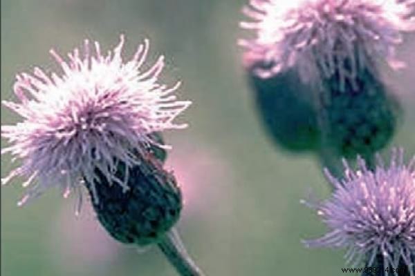 The 15 Most Invasive Garden Weeds: Identification Photos and Proven Natural Removal Methods