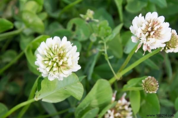 The 15 Most Invasive Garden Weeds: Identification Photos and Proven Natural Removal Methods