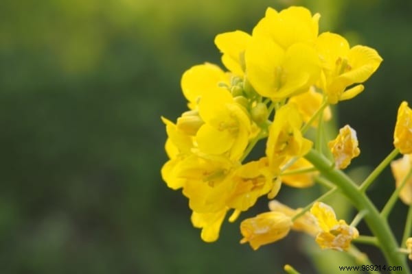 The 15 Most Invasive Garden Weeds: Identification Photos and Proven Natural Removal Methods