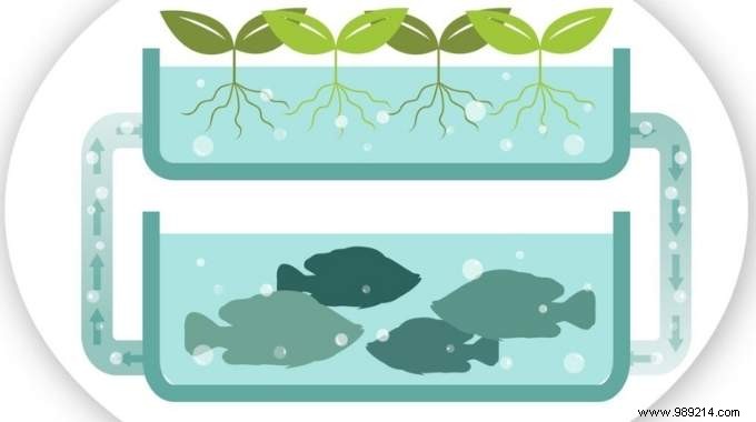 Aquaponics Explained: The Essential Diagram and How It Works for Sustainable Home Growing