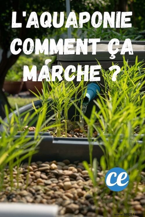 Aquaponics Explained: The Essential Diagram and How It Works for Sustainable Home Growing