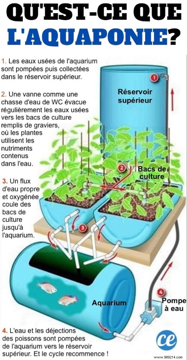Aquaponics Explained: The Essential Diagram and How It Works for Sustainable Home Growing