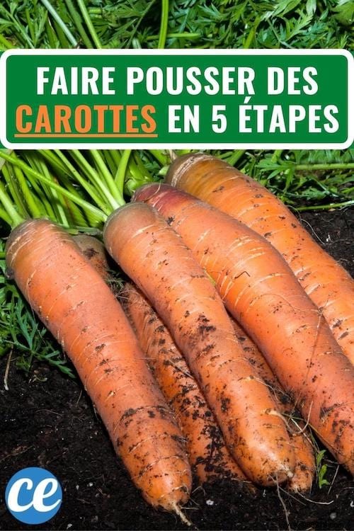 Grow Delicious Carrots Year-Round: 5 Proven Steps from a Seasoned Gardener