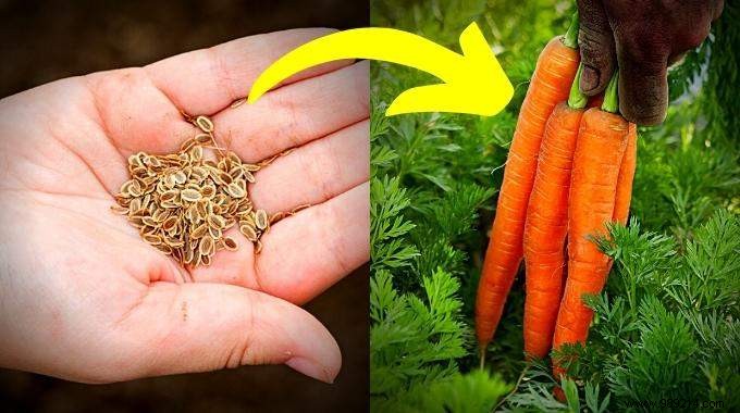 Grow Delicious Carrots Year-Round: 5 Proven Steps from a Seasoned Gardener
