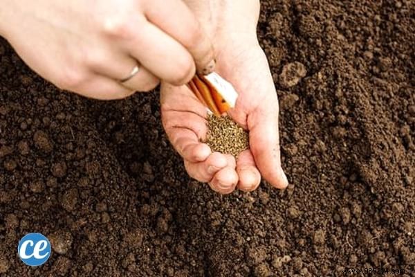 Grow Delicious Carrots Year-Round: 5 Proven Steps from a Seasoned Gardener