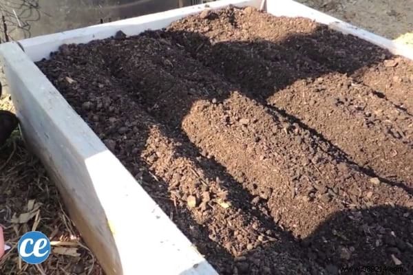 Grow Delicious Carrots Year-Round: 5 Proven Steps from a Seasoned Gardener