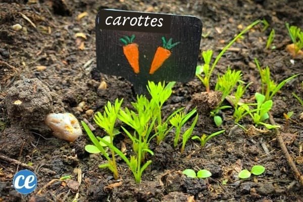 Grow Delicious Carrots Year-Round: 5 Proven Steps from a Seasoned Gardener