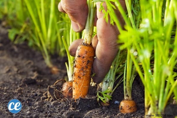 Grow Delicious Carrots Year-Round: 5 Proven Steps from a Seasoned Gardener