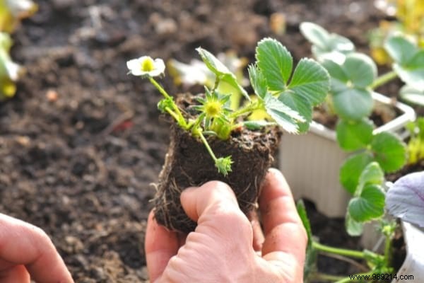 15 Easy Vegetables to Plant in March: Proven Tips from a Seasoned Gardener