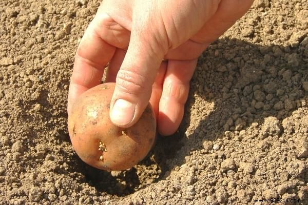 15 Easy Vegetables to Plant in March: Proven Tips from a Seasoned Gardener