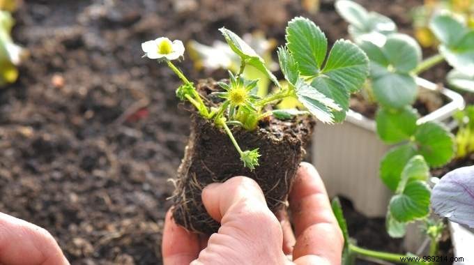 15 Easy Vegetables to Plant in March: Proven Tips from a Seasoned Gardener
