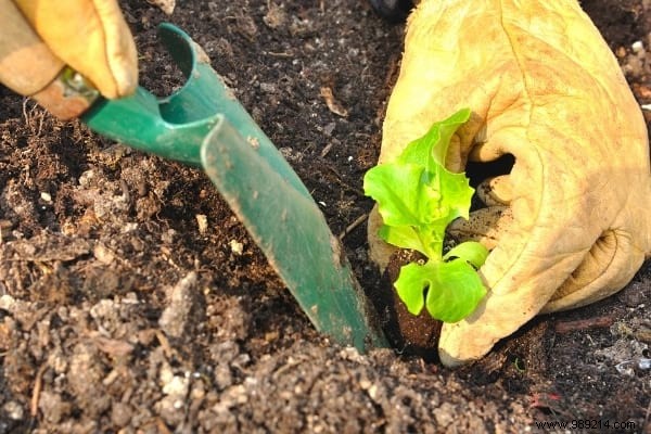15 Easy Vegetables to Plant in March: Proven Tips from a Seasoned Gardener