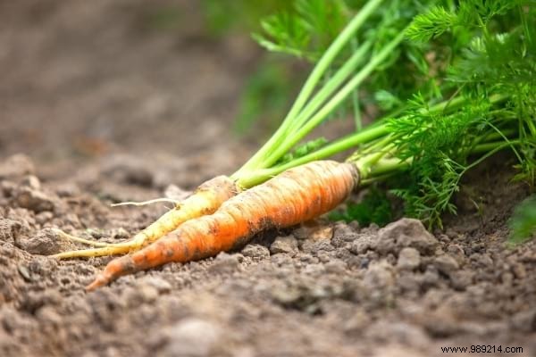 15 Easy Vegetables to Plant in March: Proven Tips from a Seasoned Gardener