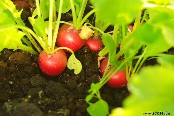 15 Easy Vegetables to Plant in March: Proven Tips from a Seasoned Gardener