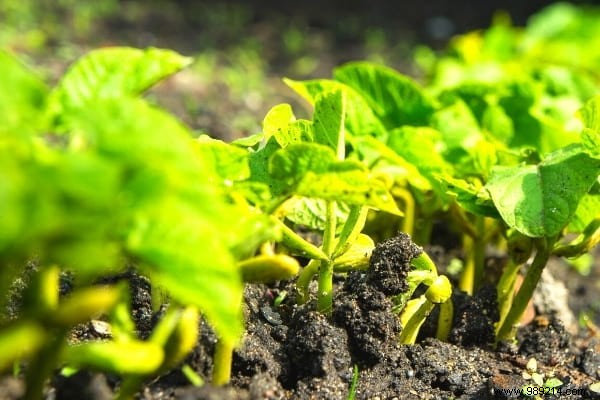 15 Easy Vegetables to Plant in March: Proven Tips from a Seasoned Gardener