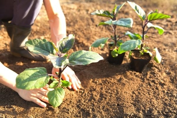 15 Easy Vegetables to Plant in March: Proven Tips from a Seasoned Gardener