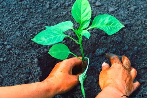 15 Easy Vegetables to Plant in March: Proven Tips from a Seasoned Gardener