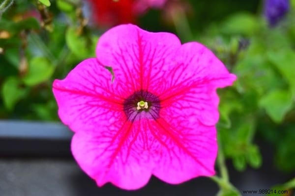 15 Easy Vegetables to Plant in March: Proven Tips from a Seasoned Gardener