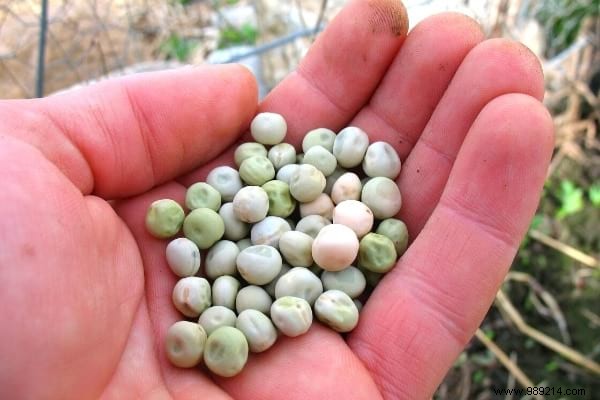 15 Easy Vegetables to Plant in March: Proven Tips from a Seasoned Gardener