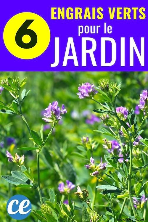 6 Proven Green Manures to Supercharge Your Vegetable Garden s Soil Fertility