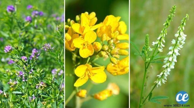 6 Proven Green Manures to Supercharge Your Vegetable Garden s Soil Fertility