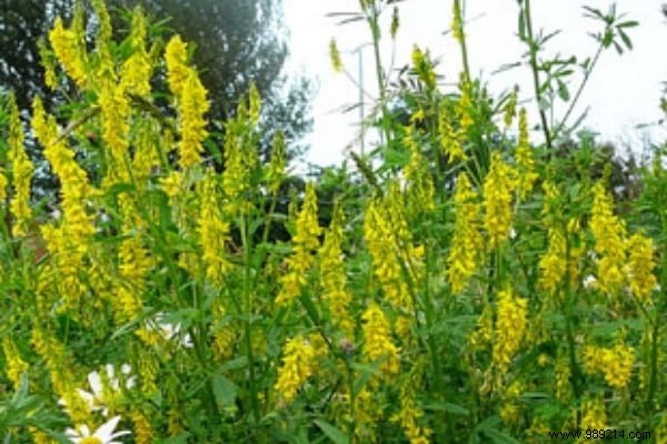 6 Proven Green Manures to Supercharge Your Vegetable Garden s Soil Fertility