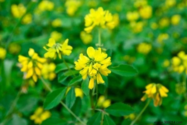 6 Proven Green Manures to Supercharge Your Vegetable Garden s Soil Fertility