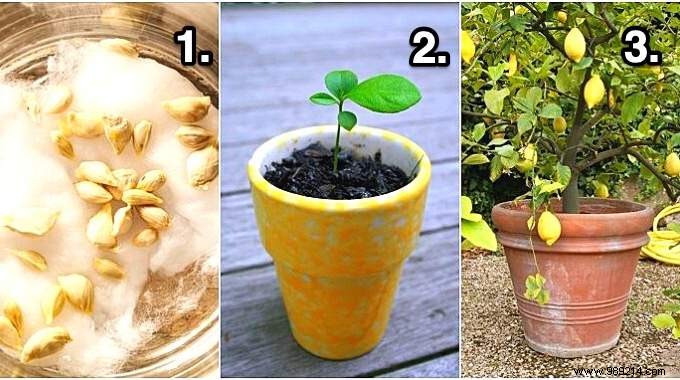 Grow a Lemon Tree from Seed: Proven Step-by-Step Guide from a Nurseryman s Tip