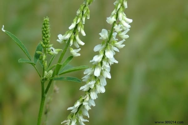 6 Proven Green Manures to Supercharge Your Vegetable Garden s Soil Fertility