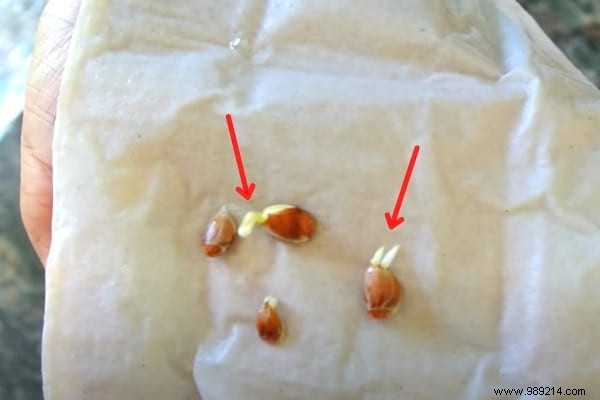 Grow a Lemon Tree from Seed: Proven Step-by-Step Guide from a Nurseryman s Tip