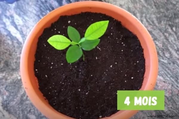 Grow a Lemon Tree from Seed: Proven Step-by-Step Guide from a Nurseryman s Tip