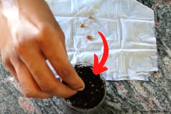 Grow a Lemon Tree from Seed: Proven Step-by-Step Guide from a Nurseryman s Tip