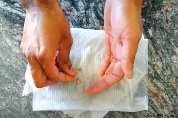 Grow a Lemon Tree from Seed: Proven Step-by-Step Guide from a Nurseryman s Tip