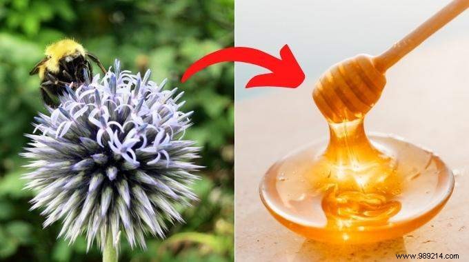 Ultimate Guide: 103 Bee-Friendly Honey Plants to Sow for Pollinator Support