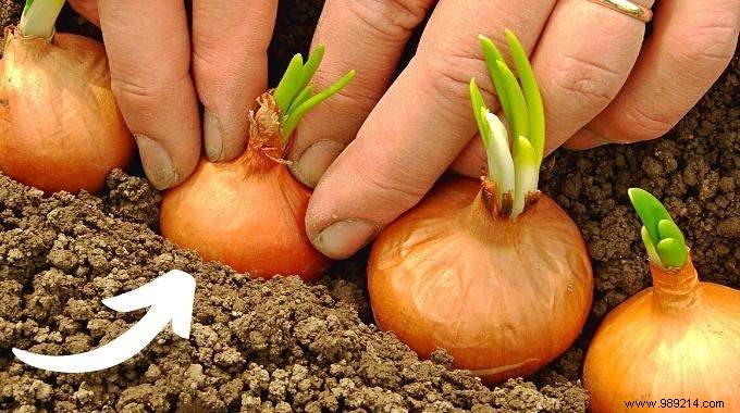 What to Plant in February: 13 Easy-Growing Plants for a Thriving Garden