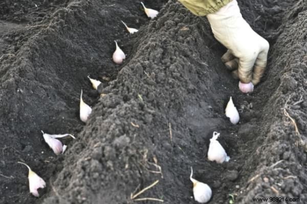 What to Plant in February: 13 Easy-Growing Plants for a Thriving Garden