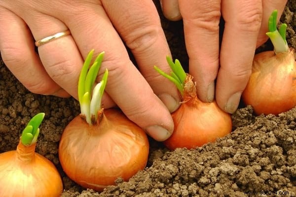 What to Plant in February: 13 Easy-Growing Plants for a Thriving Garden