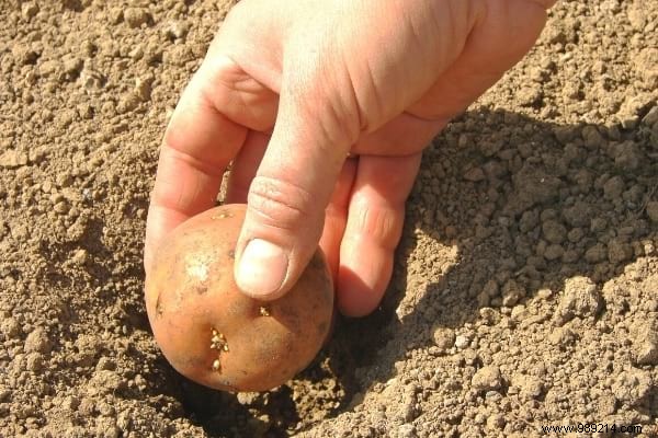 What to Plant in February: 13 Easy-Growing Plants for a Thriving Garden