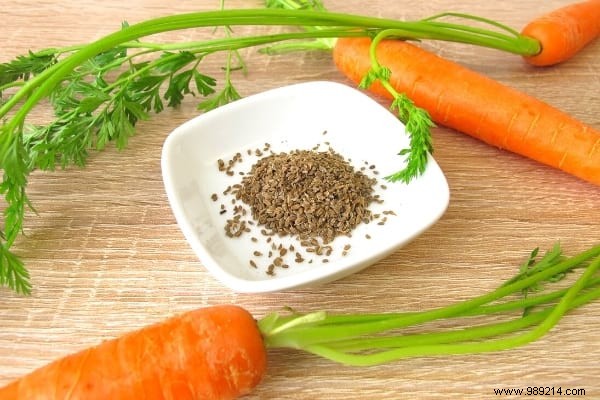 What to Plant in February: 13 Easy-Growing Plants for a Thriving Garden