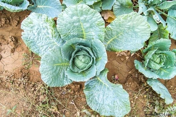 What to Plant in February: 13 Easy-Growing Plants for a Thriving Garden