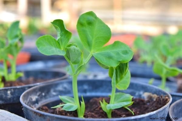 What to Plant in February: 13 Easy-Growing Plants for a Thriving Garden