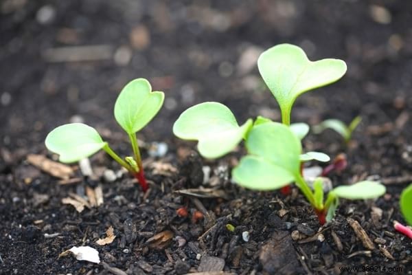 What to Plant in February: 13 Easy-Growing Plants for a Thriving Garden