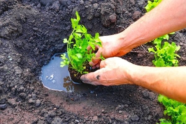 What to Plant in February: 13 Easy-Growing Plants for a Thriving Garden