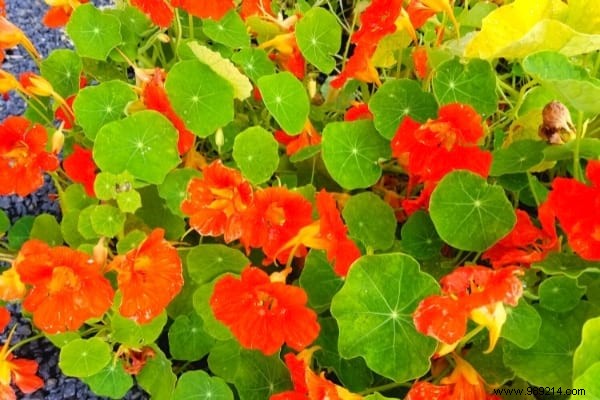 What to Plant in February: 13 Easy-Growing Plants for a Thriving Garden