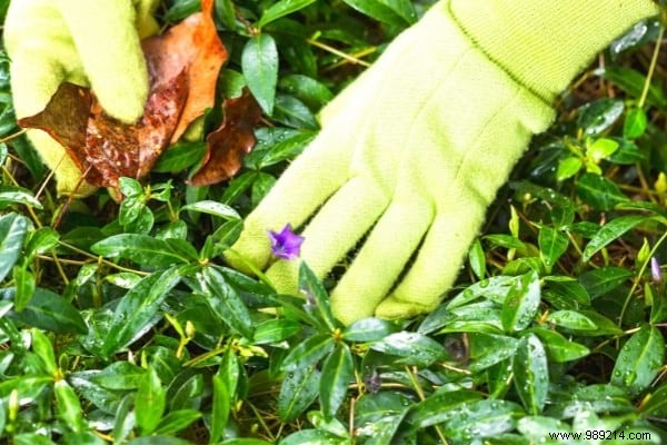 What to Plant in February: 13 Easy-Growing Plants for a Thriving Garden