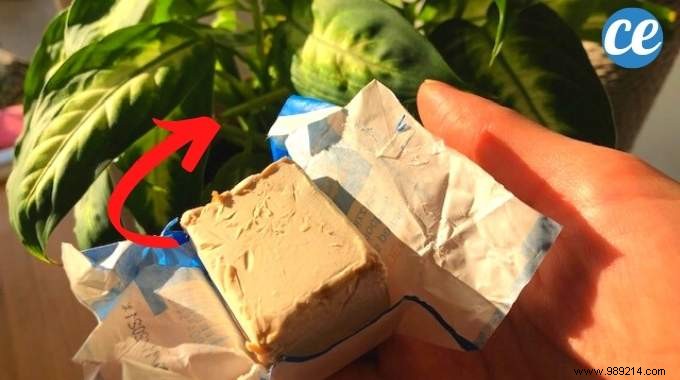 3 Proven Ways to Use Brewer s Yeast for Lush Plants and a Thriving Garden