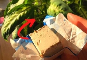 3 Proven Ways to Use Brewer s Yeast for Lush Plants and a Thriving Garden