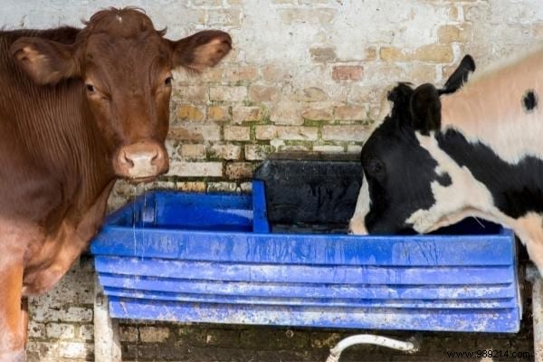 8 Practical Ways to Use Rainwater and Cut Your Water Bill